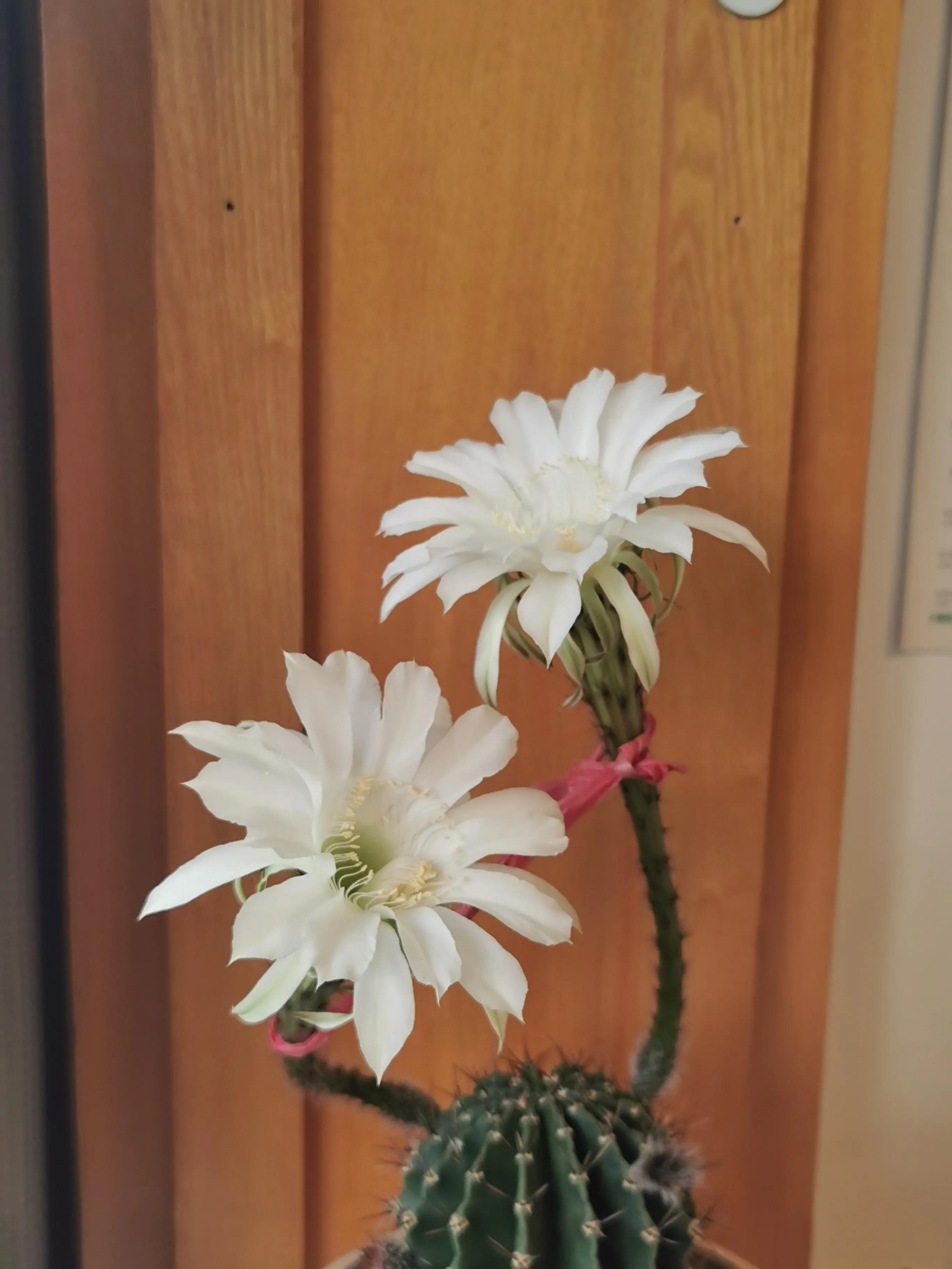 今天仙人球开花了，寓示中国股票牛市的到来！