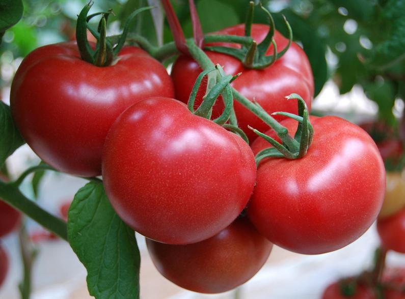 得了过敏紫癜病吃什么菜不长胖,过敏性紫癜能吃菜辣椒吗