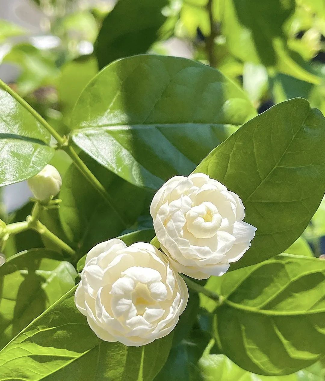 这5种花就喜欢水,5种花夏季缺水