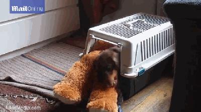 主人被隔离宠物怎么办,主人确诊了猫狗怎么办