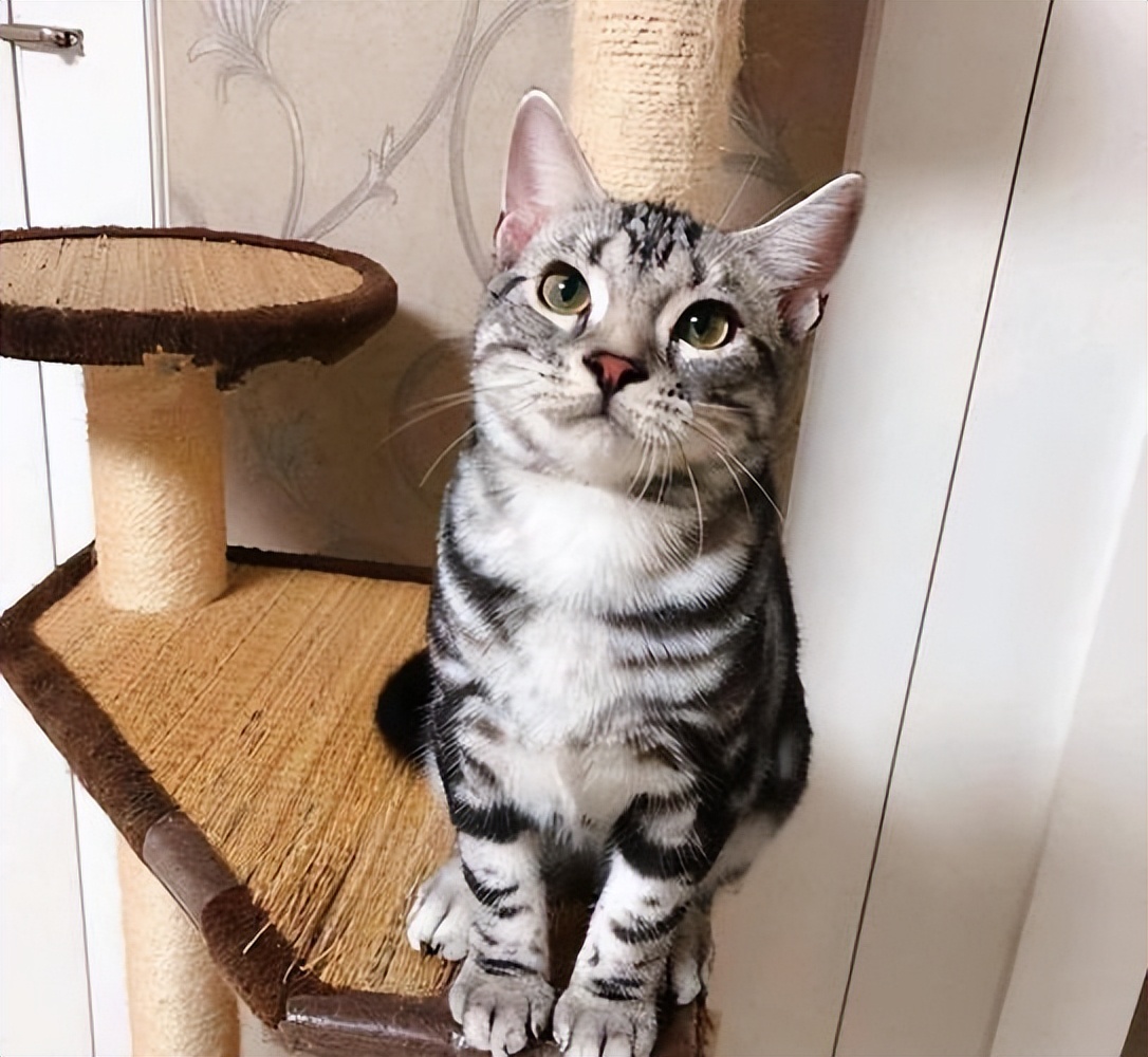 哪10种猫咪既便宜又好养排行榜,新手不建议养的猫咪有哪些