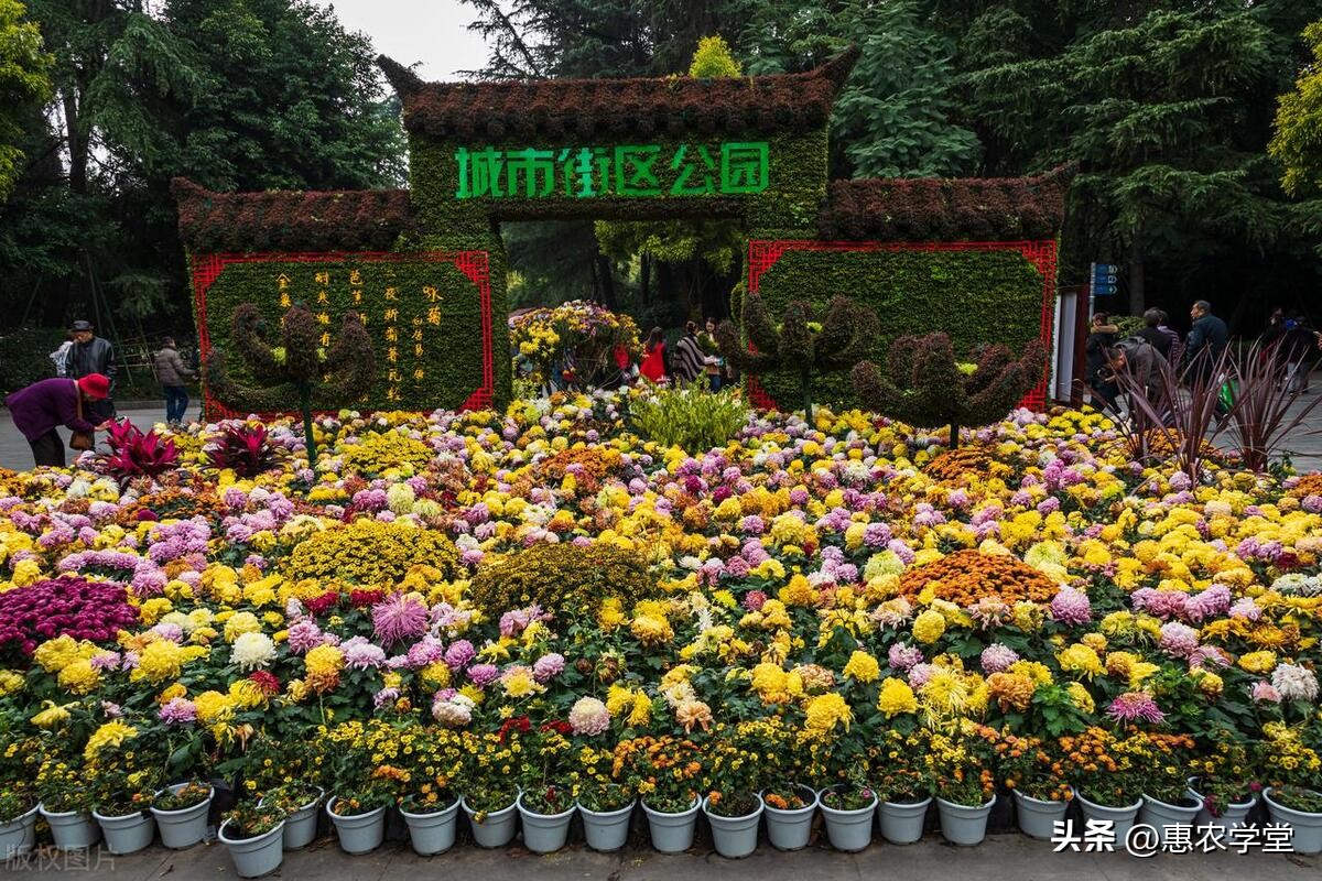 菊花种子推荐,哪些菊花种子一年四季可以种