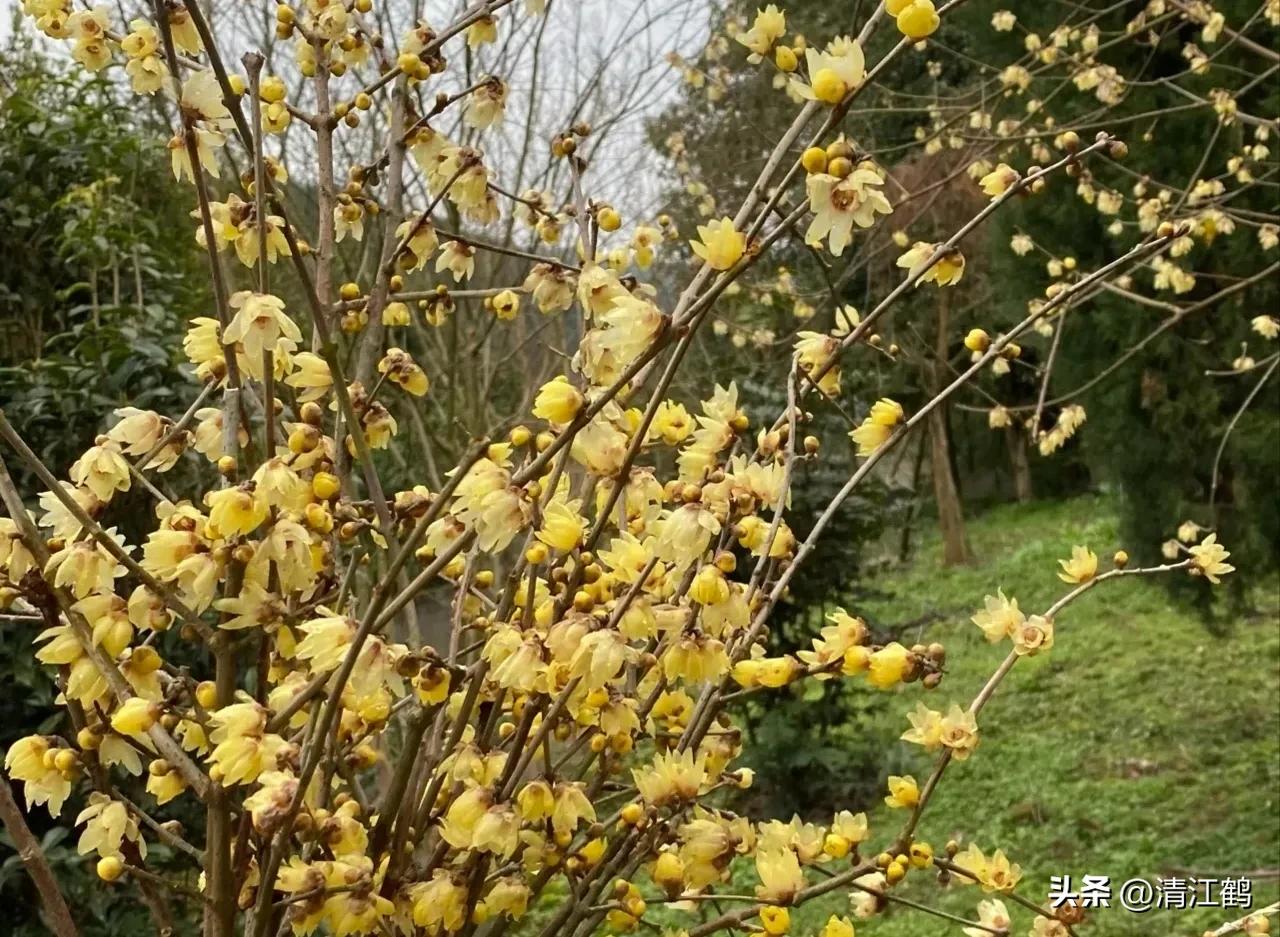 腊梅病虫害图片,腊梅病害