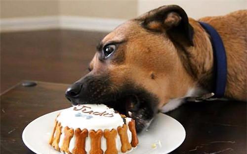 狗狗眼屎多泪痕发红什么原因,狗狗有泪痕是什么原因引起来的