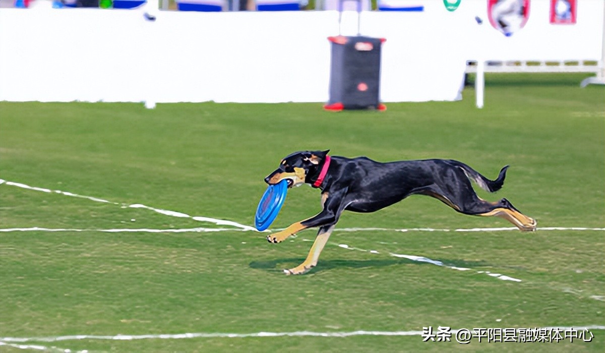 来平阳我宠你丨打造宠物产业新蓝海