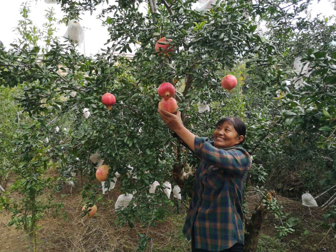 疫情下邮政的应急对策,疫情下农产品供应保障