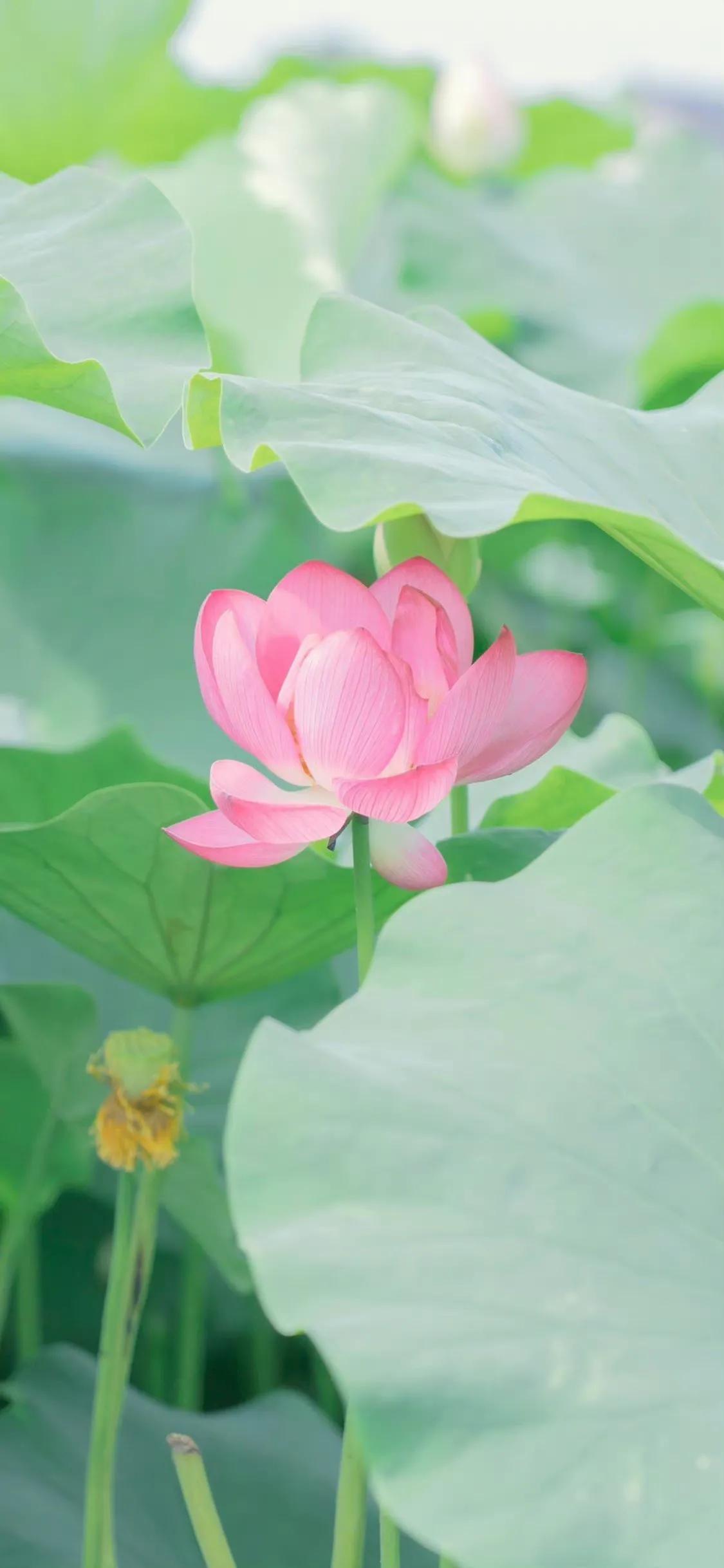 荷花荷叶壁纸图片大全,荷叶手机壁纸高清图片