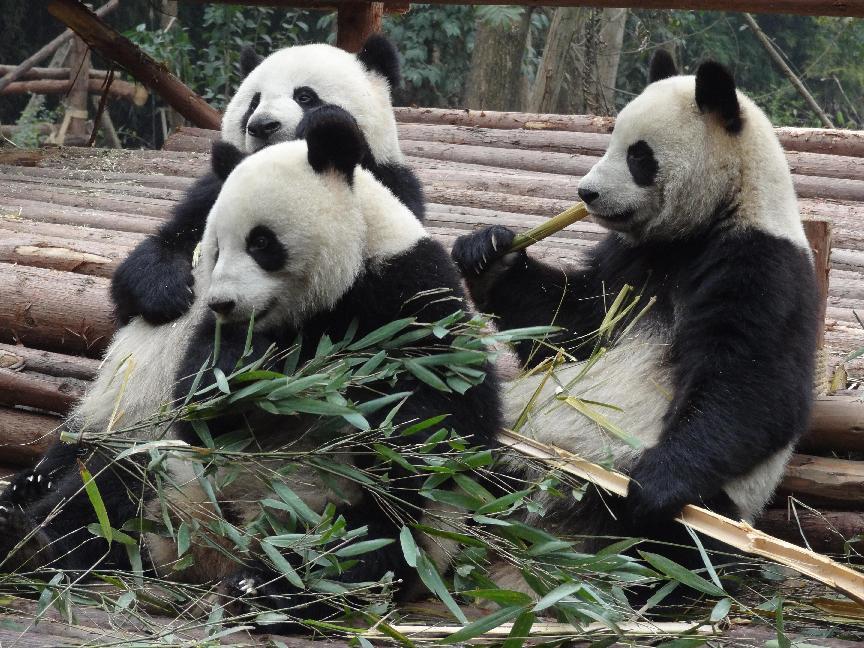 四川国旅第一分社怎么样,四川国旅高新第二分社