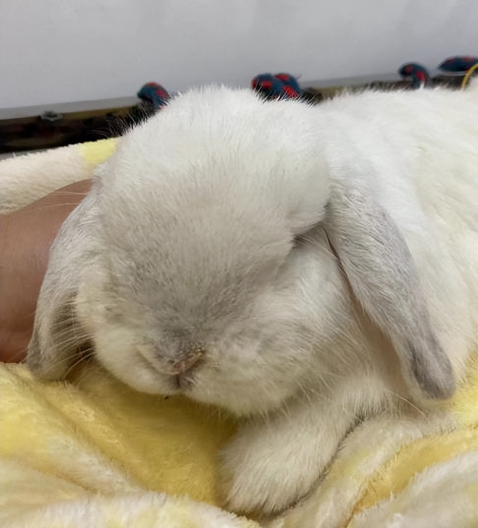 垂耳兔受伤了怎么办,垂耳兔治愈视频