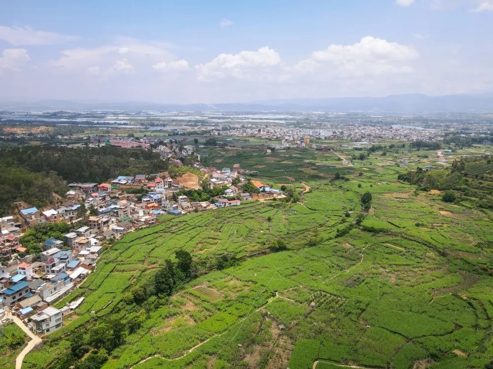 高产的佛手瓜,佛手瓜致富瓜图片