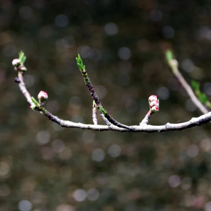 皇天后土汉兴地，沟堑芒砀今犹记|沟馥合香藏头诗征集令第十二期诗文大赏