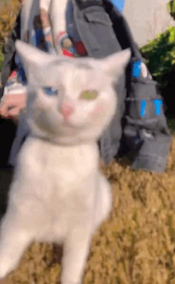 41万卡地亚后续,四十万买卡地亚被看不起