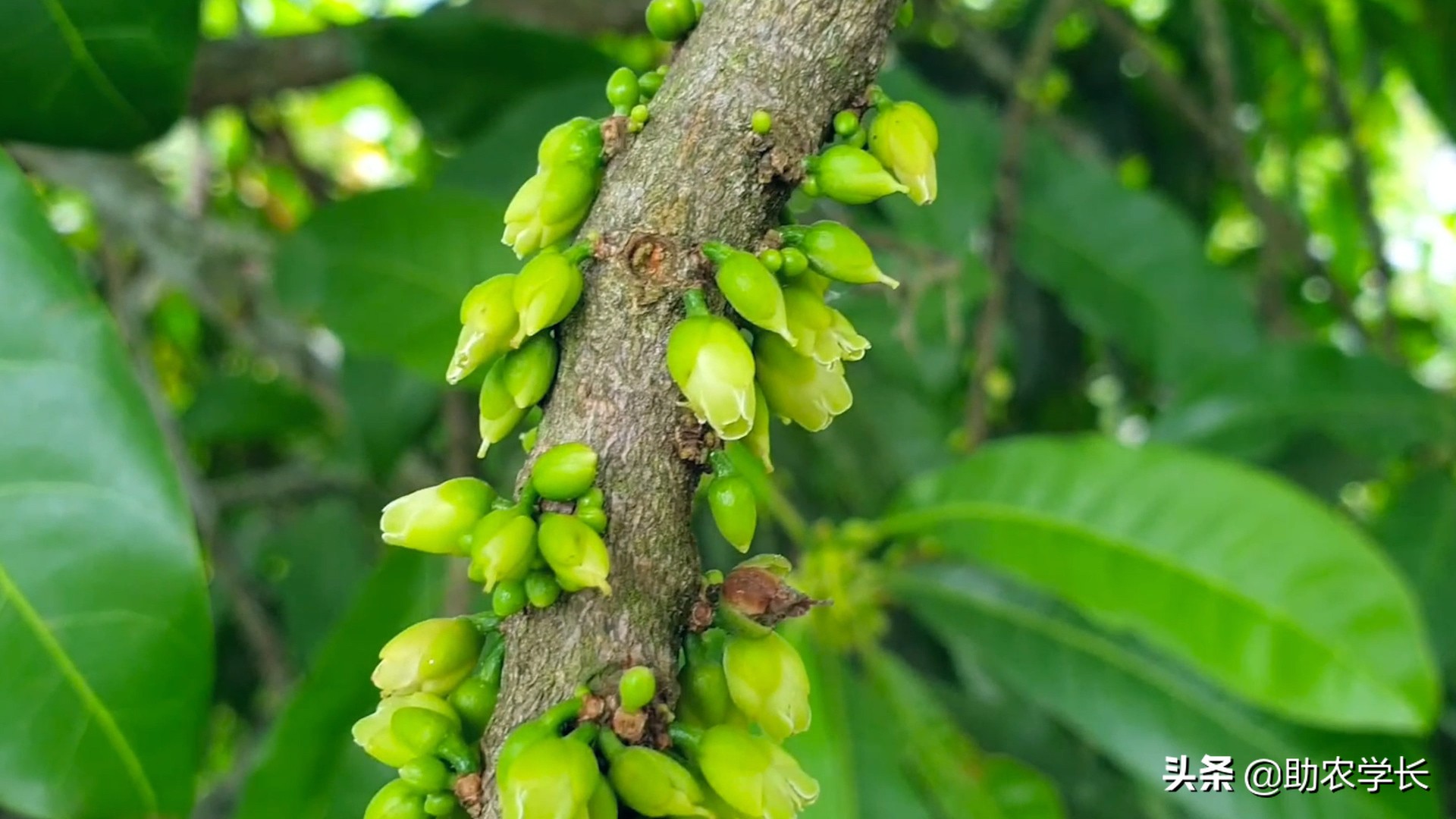 果冻果是什么,果冻果是什么东西