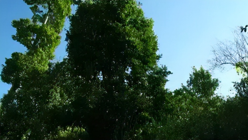 普洱茶记录,云南普洱茶的六大茶山