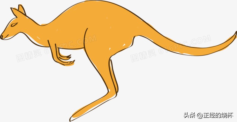 袋鼠动物特性,袋鼠的意义