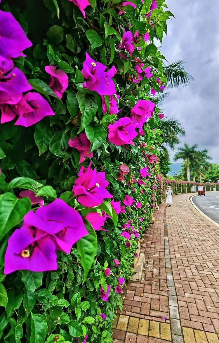 四川攀枝花城市风景,四川攀枝花城市介绍