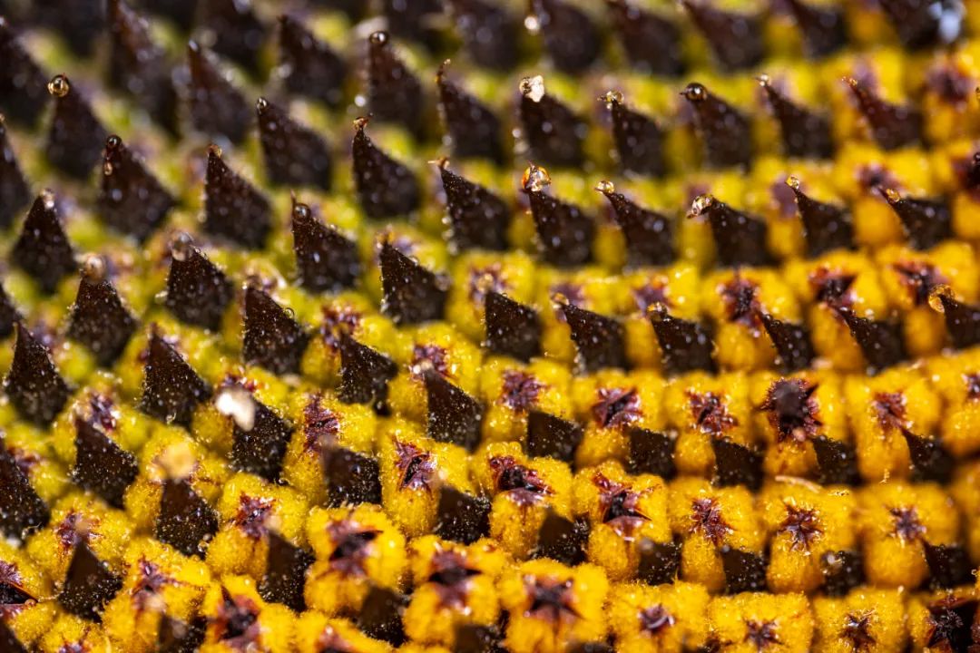 老蛙100mmf2.8微距的使用方法,老蛙100mm微距镜头实用测评