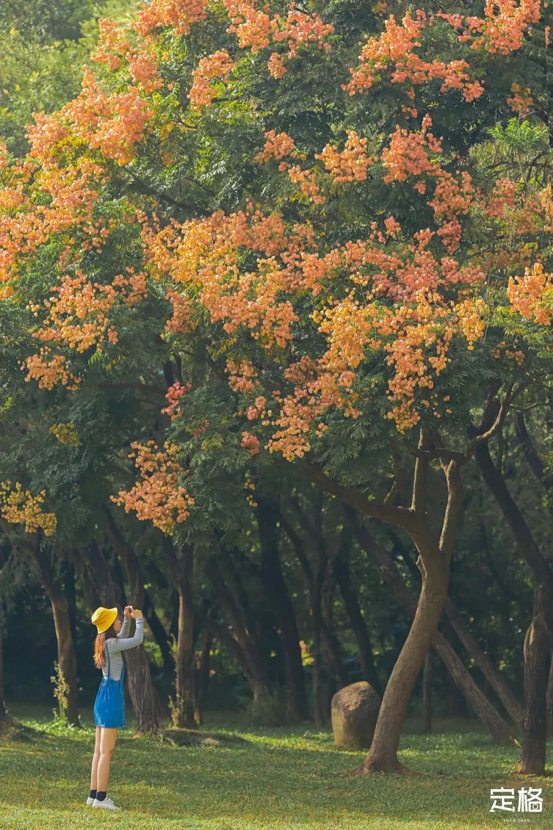 深圳地铁可以直接去的免费景点,深圳免费地铁直达景点12号线