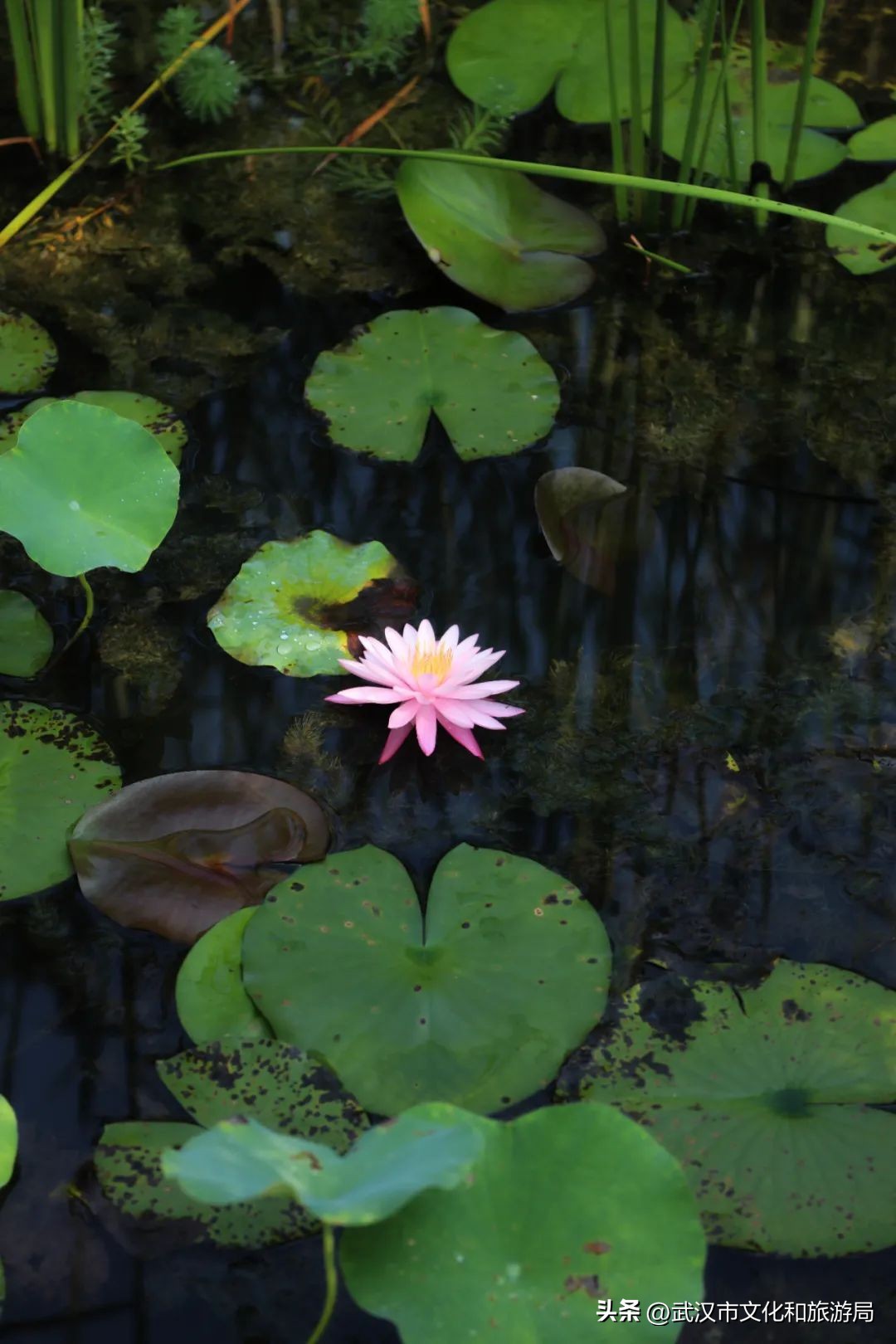 秋天的公园像一幅美丽的油画,园博园油画