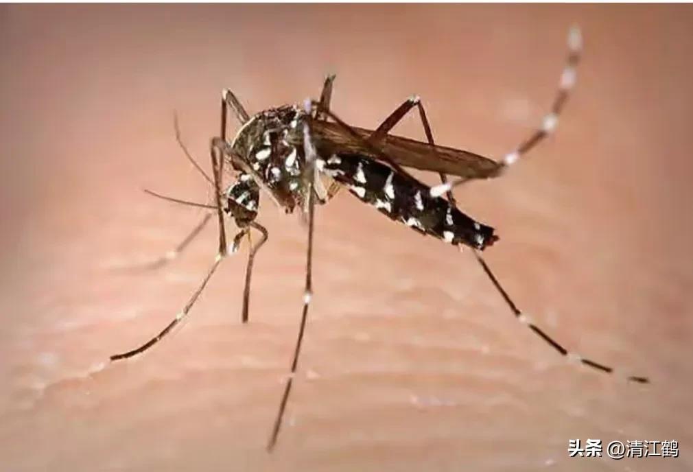 蚊香氯氟醚菊酯0.08和0.03哪个好,蚊香氯氟氰菊酯0.05和0.08哪个好