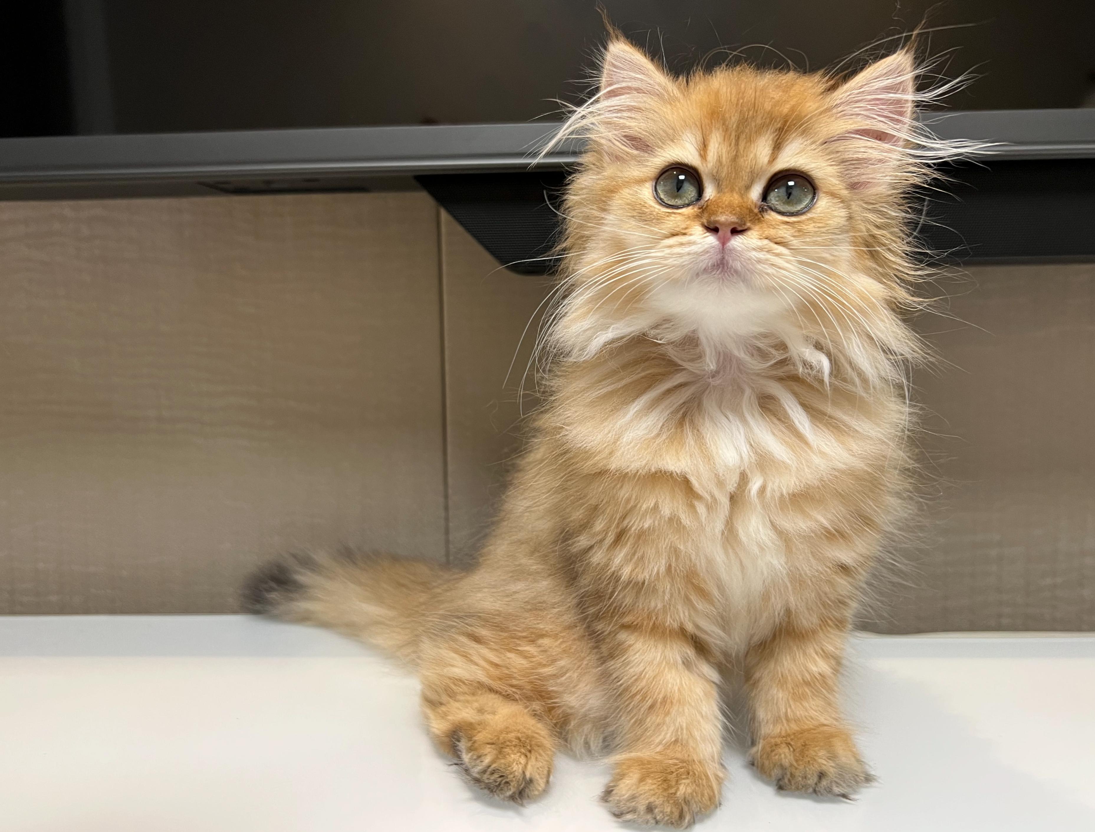 猫咪吃渴望猫粮老喝水,猫咪软便时该喂猫粮还是水煮鸡肉