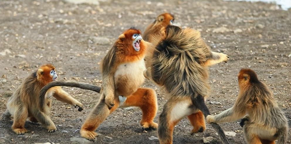 狼群只有狼王才能生后代吗,狼群中只有狼王有交配权吗