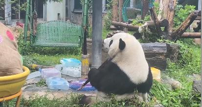 为什么萌兰生日和花花同一天生日,熊猫和花和萌兰现状