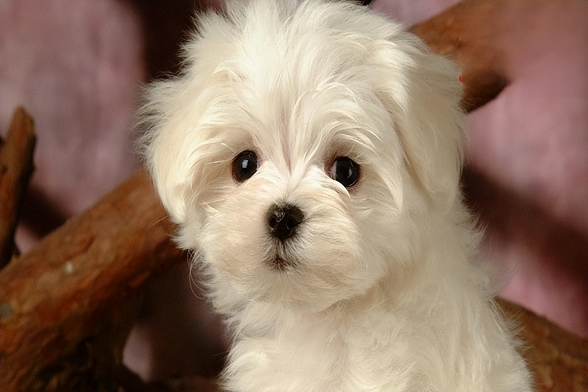 狗狗最近一到晚上就开始嘤嘤,狗狗咳嗽用普安特