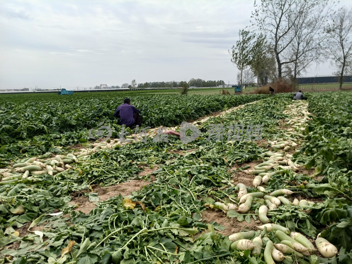 贫困户萝卜滞销案例,河南信阳萝卜滞销