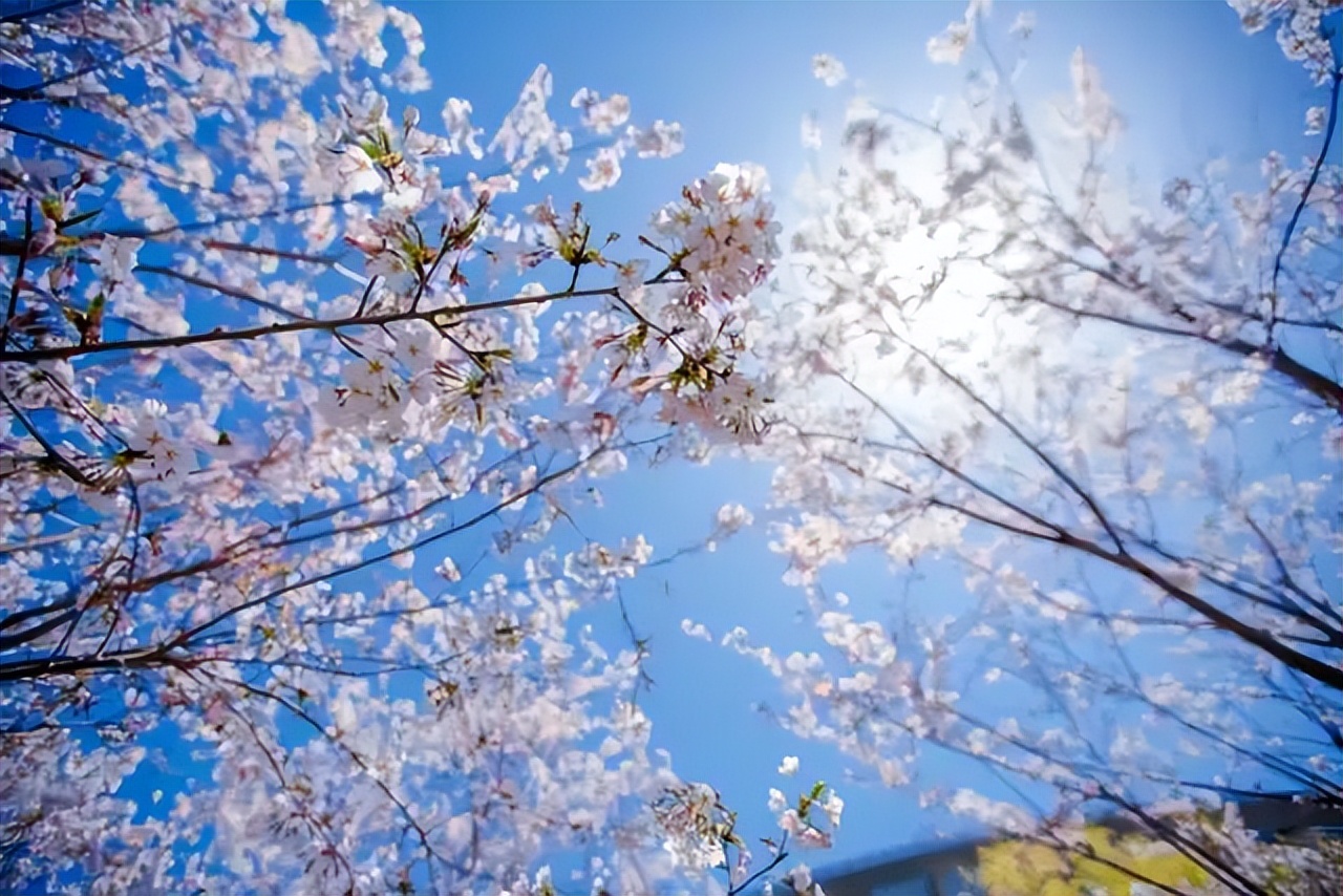看樱花不知道去哪十大赏樱圣地,全国赏樱地图出炉樱花全面绽放
