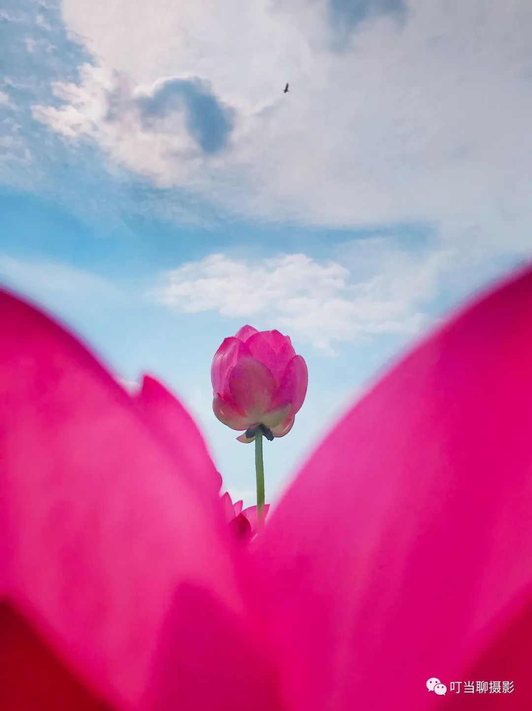 iphone7拍照较其他手机的优势,iphone7与其他手机对比图