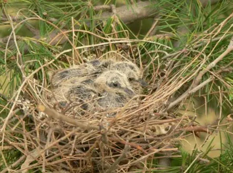 中国常见的斑鸠,斑鸠为何很少看到斑鸠巢穴