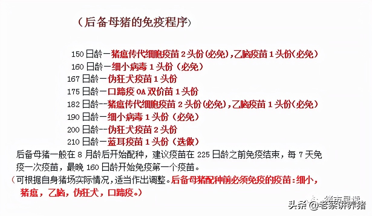 外购仔猪回来打什么疫苗,外购母猪疫苗顺序