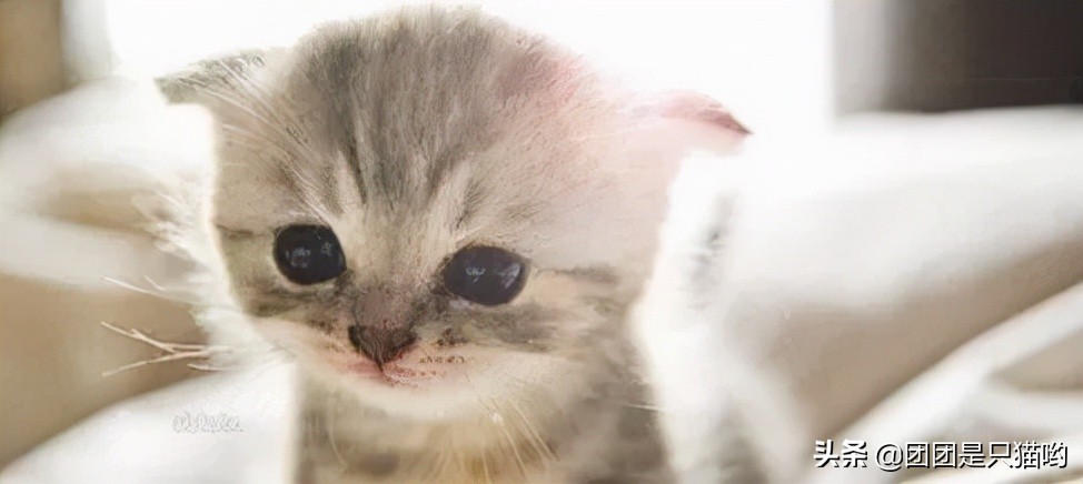 打完麻腮风疫苗多久可以洗澡,小猫咪要打完疫苗才能洗澡吗