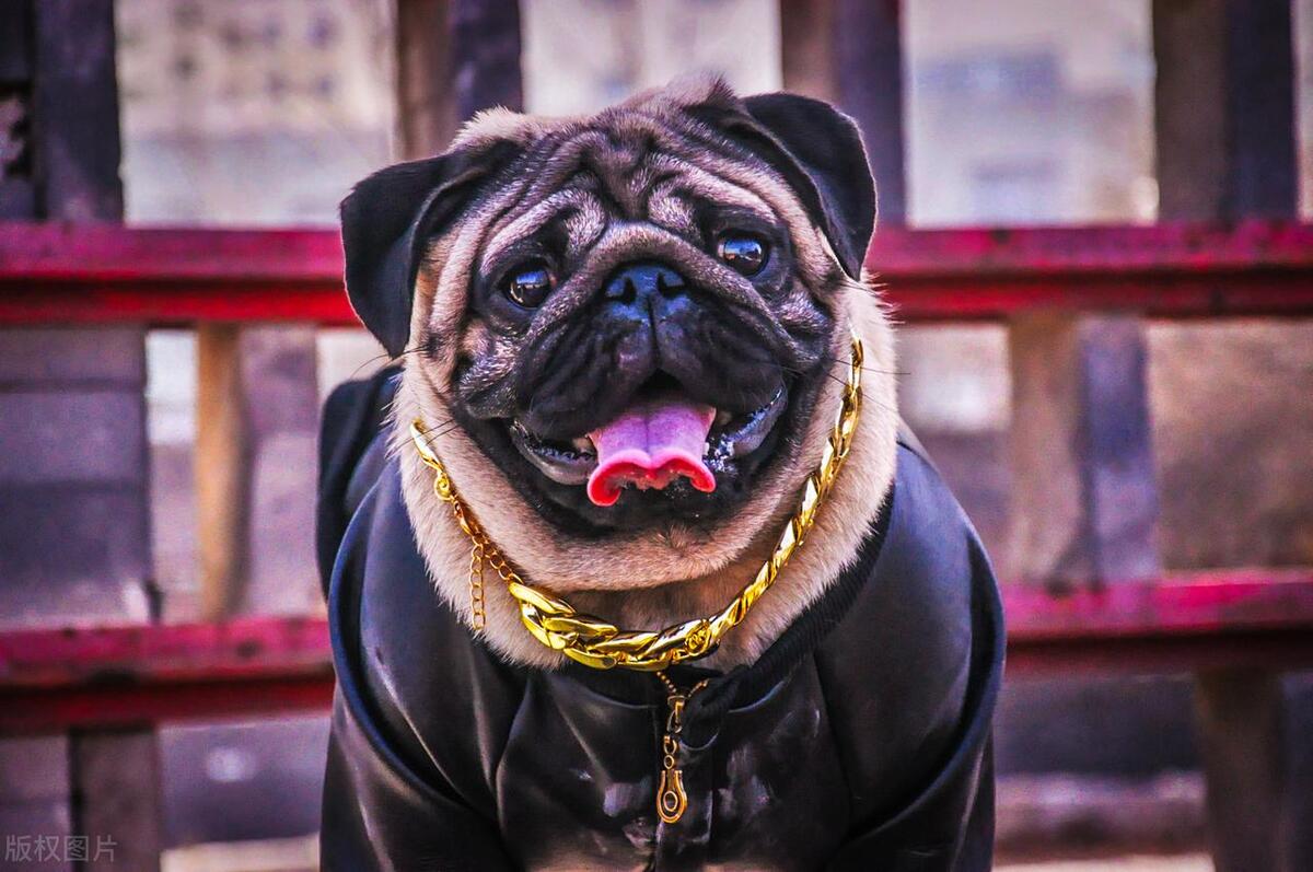 夏天养狗味道大怎么办,夏天养狗要注意的事项