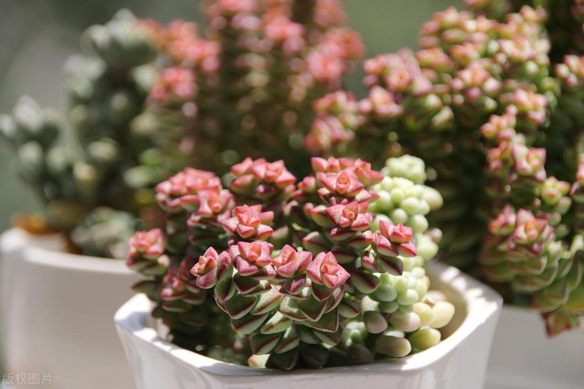 多肉黑斑是不是根部出问题了,多肉发霉发黑怎么办