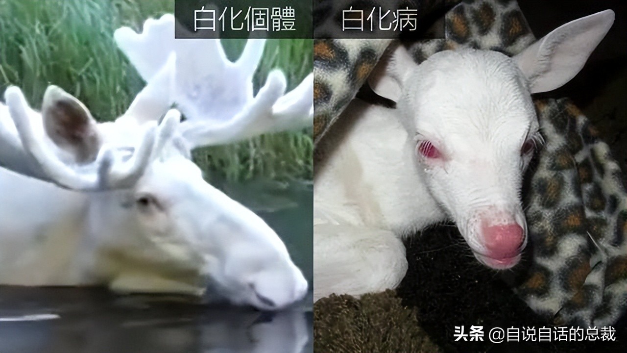 超级血液代表着什么,超级血液是啥