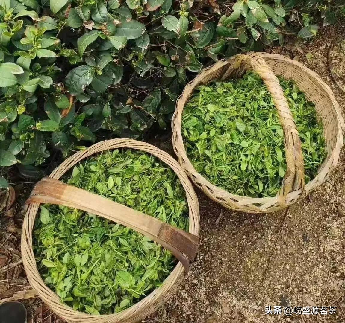 自家种的正宗崂山茶,选购正宗的崂山茶找对渠道很关键