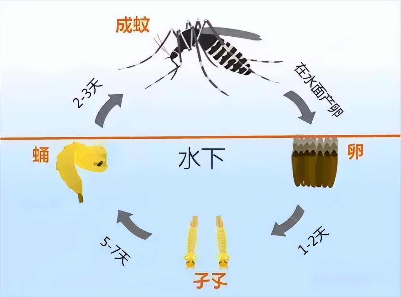 蚊子叮了甲鱼会死是真的吗,蚊子叮过甲鱼有毒吗