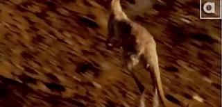 《独行月球》里的肌肉袋鼠“刚子”，真的能踹飞沈腾吗？