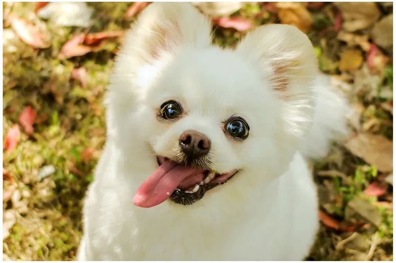 狗狗掉牙注意什么,狗狗掉牙怎么护理