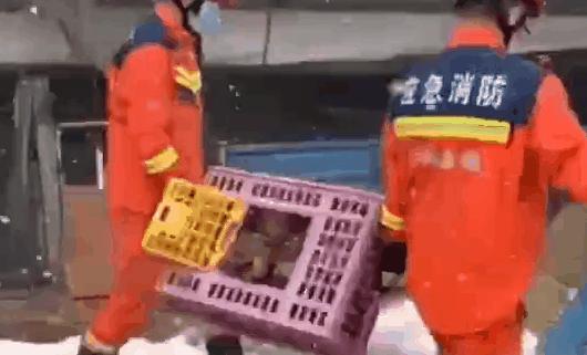 搜救犬雪地救人埋掉,搜救犬雪地救人