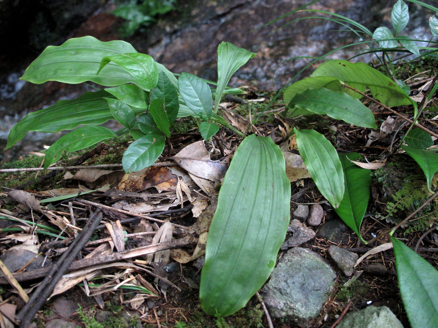 海曙龙观乡深山中首次发现珍稀兰科植物——浙江金线兰