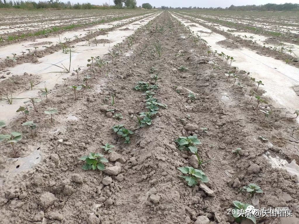 陈忠：棉花田常用几种除草剂的问题