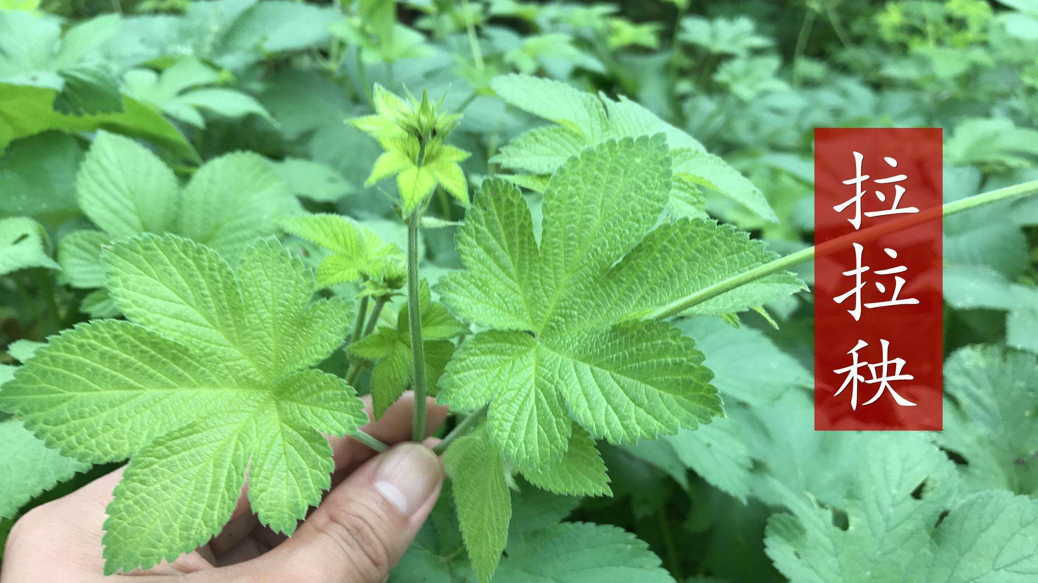 葎草有什么可以代替的,葎草的危害和缺点