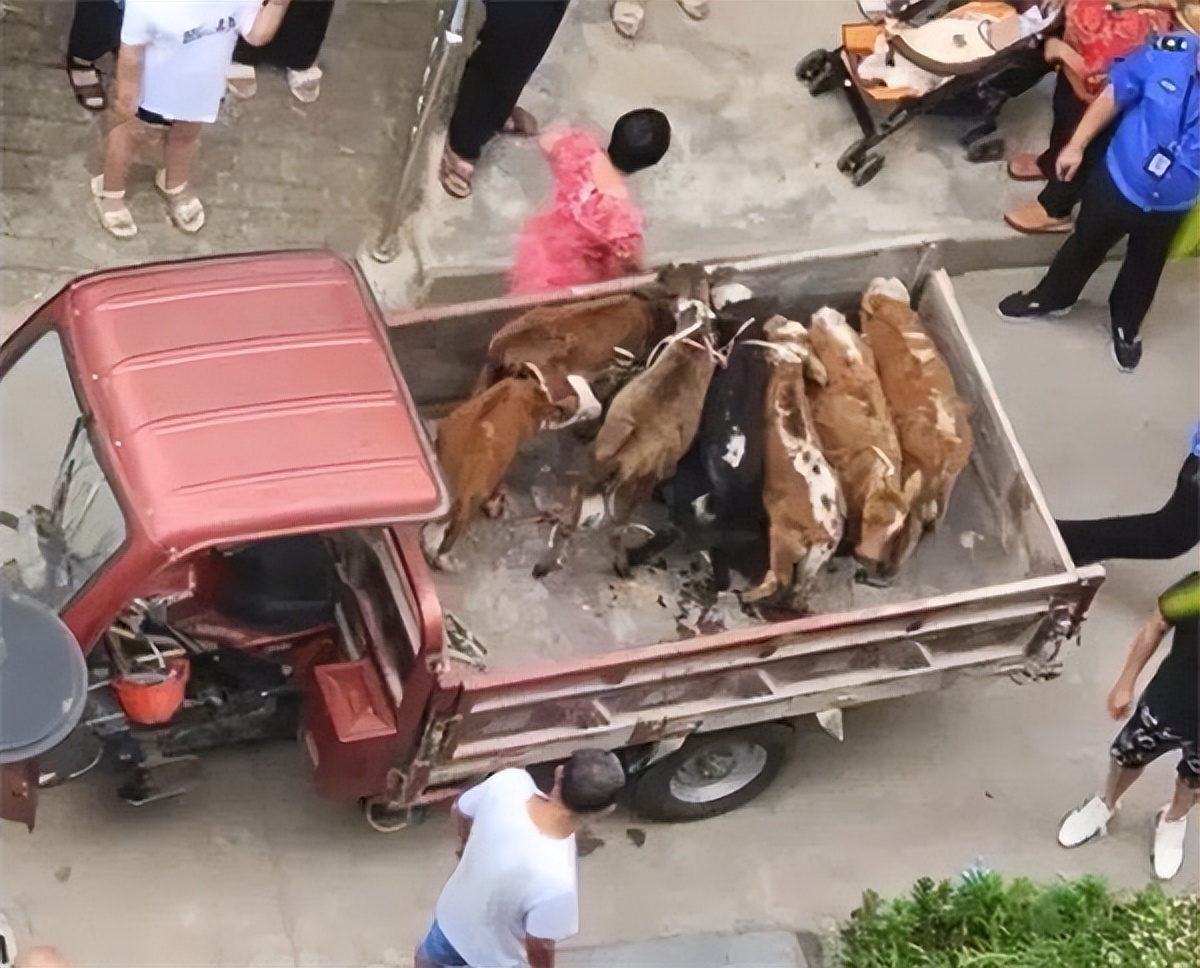 农村邻居养牛气味难闻找哪里解决,居民在阳台养牛被投诉