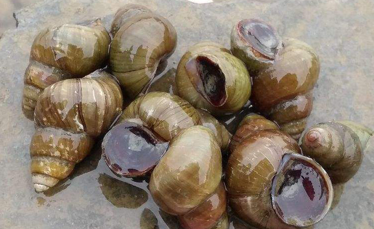 柳州螺蛳粉培训哪好,柳州哪里有学螺蛳粉技术培训