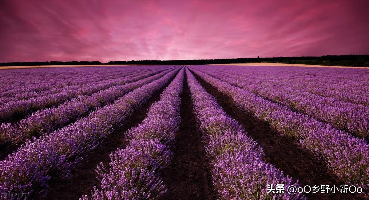 盆栽衣草种子的种植方法和时间,春夏季薰衣草种子种植方法全过程