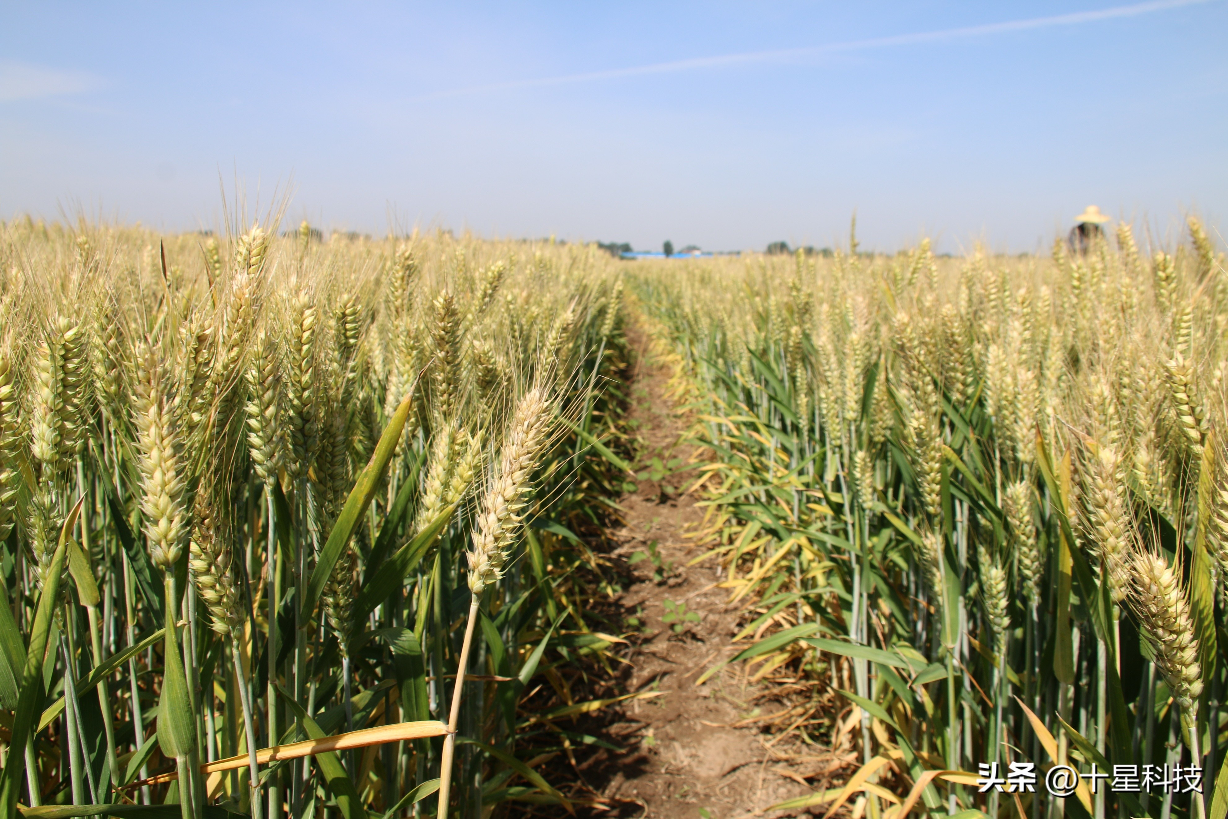 2021河南小麦品种对比图,泛麦803河南排名第一小麦品种