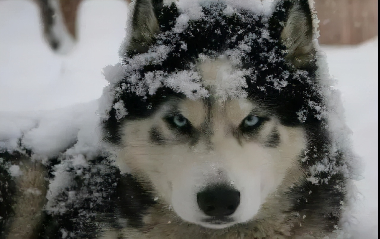 100多种名犬图片大全大图高清,100多种名犬图片大全大图